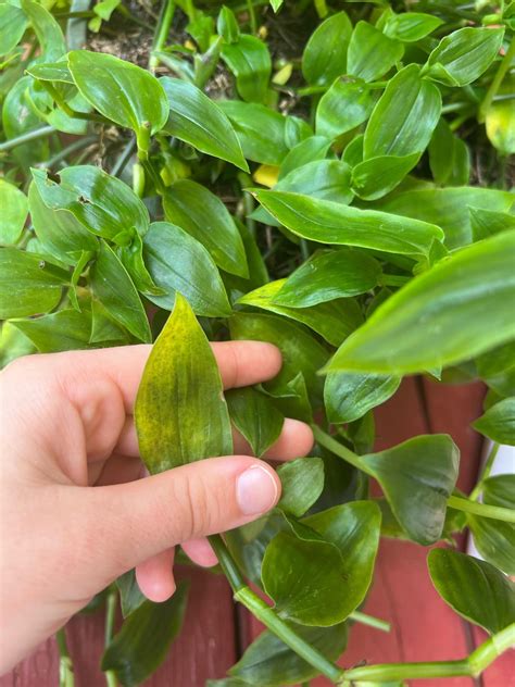 tradescantia moisture meter|tradescantia leaf yellowing.